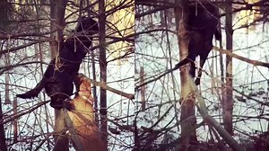 Dog Climbs Tree Outside Home