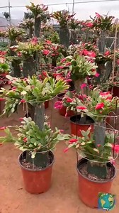Schlumbergera Succulents | Cactus Garden