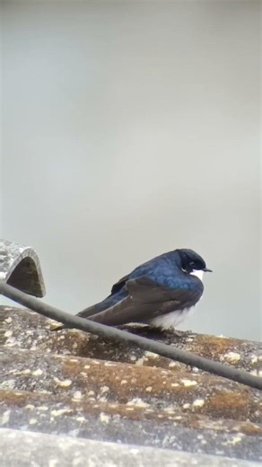PÁJARO negro con blanco