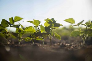 Plant Nutrients: 2025 Comprehensive Guide