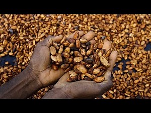 Ghana's cocoa crisis deepens as buyers owe banks $750 Million