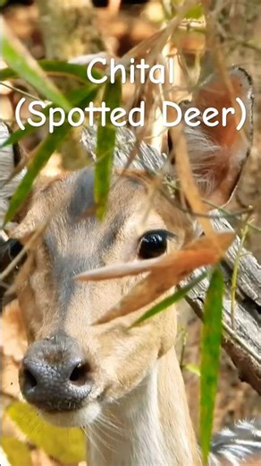 Spotted Deer Feeding in the Forest 🦌🌱#chital #wildlifeshorts