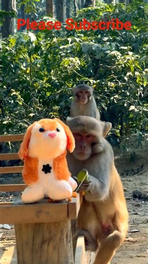 🥰🥰#Monkey#Viral Funny Video#monkey😍😍