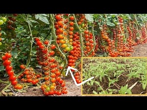 🔴 Tomatoes Farming in Ghana - Don't Make This Mistake During The Nursery For High Yield