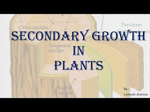 Secondary Growth in Roots and Stem