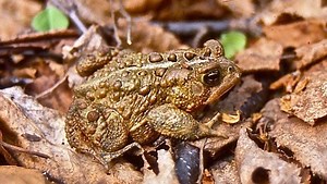 Fascinating showdown between toad and fly