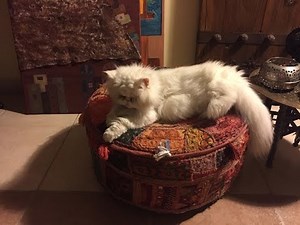 Persian Cat Rescue Story! "Cotton Candy" is ready for her new home