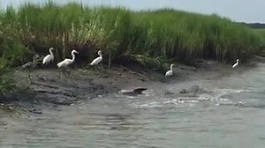 Check out this amazing video of dolphins strand feeding along one of Beaufort local creeks. It's so cool how they launch themselves out of the water onto the shore to feed and then wiggle back in. Such an awesome sight to see! ❤🐬 Video by Kevin McGuire | Explore Beaufort, SC