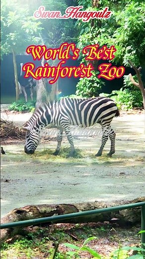 Ultimate Singapore Zoo Wildlife Encounters Highlights At World Best Rainforest Zoo