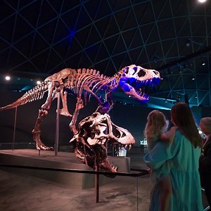 3 comments | The Natural History Museum Abu Dhabi exhibition is officially open! You can visit it from 10am to 11pm until May 12 and entry is free. Be the first to check out some iconic natural wonders! For more information, visit: https://bit.ly/NHMExhibition_EN #NHMAbuDhabi #InAbuDhabi Manarat Al Saadiyat Abu Dhabi Culture Visit Abu Dhabi | Department of Culture and Tourism | Facebook