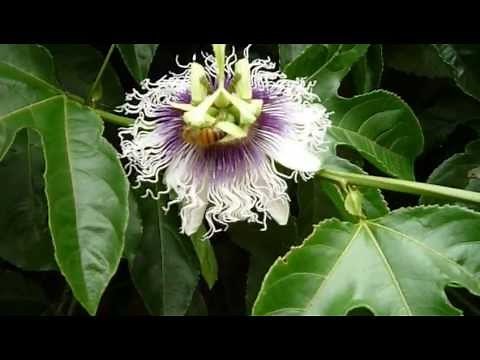 Growing Passion Fruit in pots in San Diego
