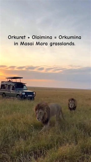 Orkuret & Oloimina together in Masai Mara grasslands, Kenya 🇰🇪
