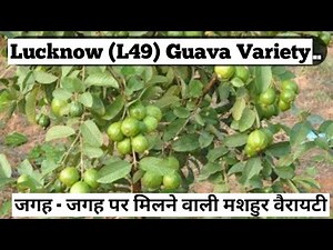 Lucknow (L49) Guvava Variety || की पूरी जानकारी || L49 Guvava Variety