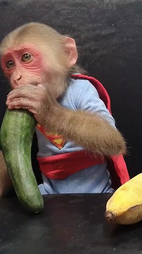 12K views · 111 reactions | PET ASMR EATING SHOW ［Reel］ CR 小红书视频：@星星✨ #asmr #asmreatingshow #asmrspunds #pets #animals | Mukbang Eating Show | Facebook