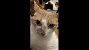 Cat smacks another cat awake in Madrid, Spain