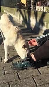 20K views · 2.1K reactions | Gaia  adottata 16 febbraio 2020 Taglia...