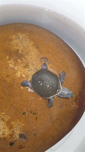 Ma intiki oka friend vachindi 🐢🥰|| #viralvideo #trending #shorts #tortoise