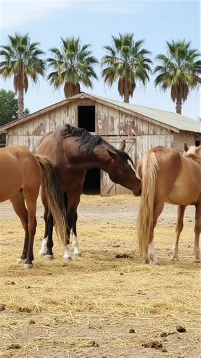 Mastering Horse Riding Techniques