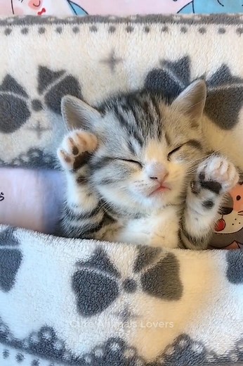 8.9K views · 246 reactions | Omg so adorable 殺 | Simple Living | Facebook