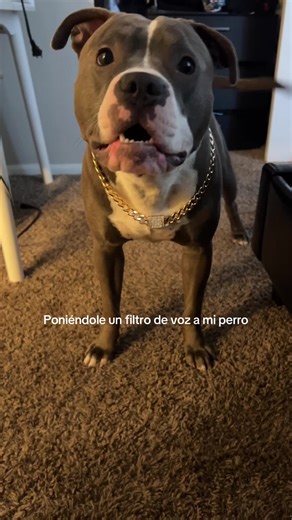Este cucho es muy dramático 💆‍♀️ #dog #trending #pitbull | voice filter on dog