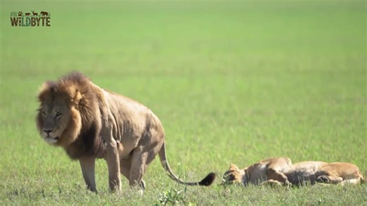 Beautiful Moments in the Life of African Lions