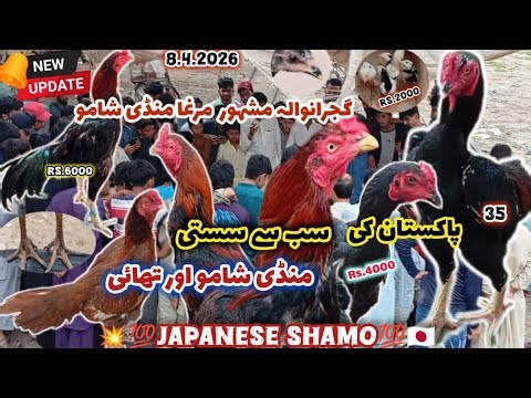 Gujranwala Murga Mandi: Huge Sale of Japanese Shamo & Thai Roosters 🐓 | 8.4.2026 Update 🔥