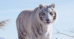 White Bengal Tiger Roaring Directly Into Stock Footage Video (100% Royalty-free) 1009291142 | Shutterstock