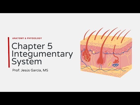 5. Integumentary System