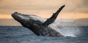 How To Spot Different Types Of Whales While Watching | Next Level Sailing