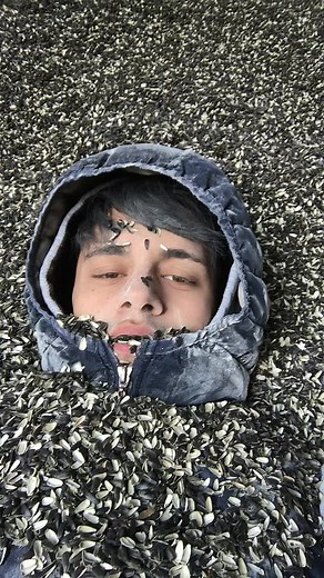 Sunflower Seed Shells Display: Patterns and Textures