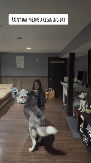 Husky hair isn’t for everybody, but this broom makes magic happen with an easy clean up #husky #dogsoftiktok #dogcreator #huskysoftiktok #huskycomedy