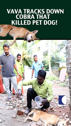 Snakemaster on Instagram: "Vava Tracks down cobra that killed pet dog! #VavaSuresh #SnakeMaster #SnakeRescue #MalayalamVideos"