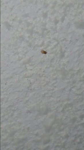CONHECE O CORRODÊNCIO? ESSE É O NOME DESSE BICHO DO MOFO! RESULTADO DO EXCESSO DE UMIDADE DO AR. 😭