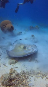 Immerse yourself in nature's masterpiece & discover all the beauty that lies beneath 🌊 🔁 @souldiverscuracao | Curaçao