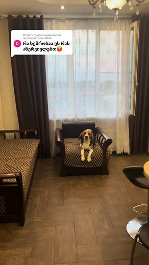 ლეო (Leo) Beagle on TikTok