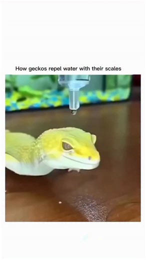 @explainingit26 on Instagram: "Geckos repel water thanks to the microstructures on their scales, which create a superhydrophobic surface. These tiny ridges and valleys cause water droplets to form almost perfect spheres, minimizing contact with the gecko’s skin. As a result, water is efficiently repelled, sliding off easily and keeping the gecko dry. This phenomenon also helps them stay clean and prevents contaminants from sticking to their skin."
