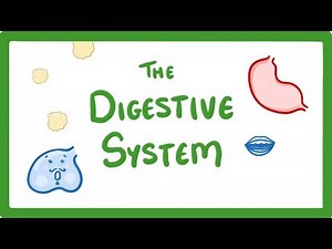 Digestive System Video Lecture | Biology for Grade 10