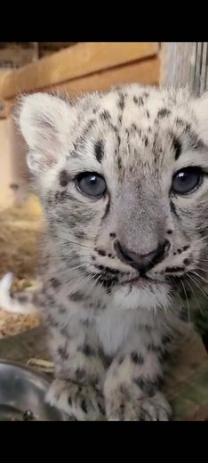 Adorable Snow Leopard Cubs Exploring at Highland Wildlife Park