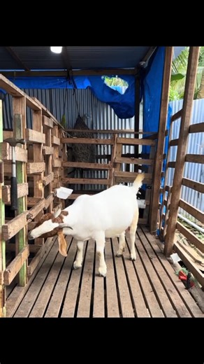 Meet Trudy, just 10 months old and already a stunning example of what a pure Boer doe should look like. From her solid frame and balanced body structure to her calm presence and breed-true features, she represents quality genetics, proper management, and intentional breeding. This is the result of patience, good nutrition, and staying true to the standards of the Boer breed. The future is bright with does like Trudy leading the next generation. 🐐✨ #PureBoerDoe #BoerGoats #BoerGenetics #QualityB