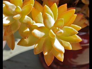 Ten Terrific Colorful Succulents