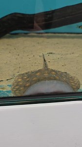 Baby motoro stingray! 3 x available at Premier aquatics Runcorn. #motoro #stingray #fish #tropicalfish #fishtank | Premier aquatics ltd