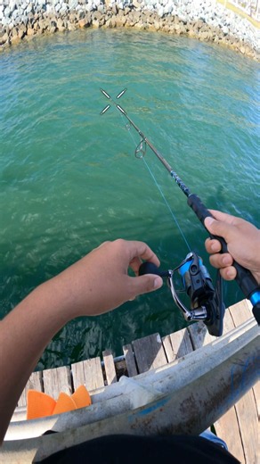 Click click bang !! #fishing #anglers #bass #catchandrealease #pierfishing