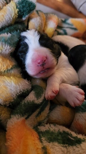 ❤️ We welcomed the most adorable Border Collie pups Tuesday night...2 traditionally marked and 1 odd marked like more white than black. So be prepared for puppy cuteness lol | Born In The Barn