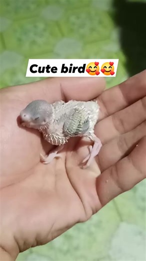 10K views · 133 reactions | Cute bird殺 #jbirdtv #birdshow #show #jayz #ricks #lovebird #birdtricks #birdt #bird #parot | J BIRD TV | Facebook