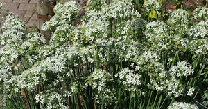 Allium nigrum | Black garlic or broad-leaved leek. A clump of black garlic with creamy-white starry flowers in umbels on tall stalks with a scent that attracts bees