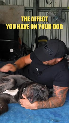 King Cane Corso on Instagram: "Cuddling up with King and you can literally see the nervous system drop a gear. People think dogs are here to calm us down. Lower stress. Slow the heart rate. Ground us. That part is true. What most people miss is this is a two way street. Your touch. Your presence. Your calm. It regulates your dog’s nervous system just as much. With guardian breeds this is where real bonding happens. Not in the hype. Not in the tough guy moments. Not in the growls at the gate. A r