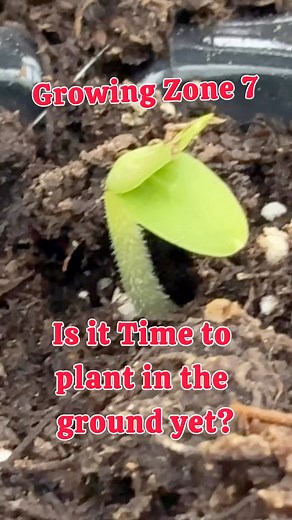 ✅We are in Growing Zone 7b ✅We are going to wait to plant our summer crops in the ground until we are sure there won’t be a frost!! ✅Planting these crops early will not give you a jump start on getting the fruit. ✅Nature has its own plan. We can’t rush it without season extensions like greenhouses and supplemental lighting. ✅The daylight hours need to be longer and we need warmer days and nights! ✅✅Wait until the first two weeks of May to plant 🍅, cucumber🥒, melon🍉, eggplant🍆, squash, and pe
