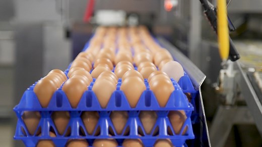 What makes eggs ‘organic’? It depends on who you ask