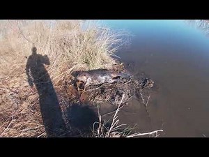 Beaver trapping 101: How to set & catch them