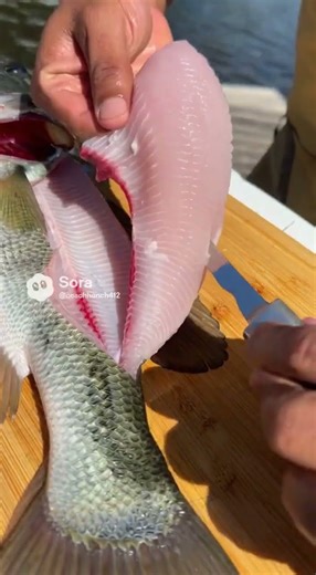 Let me show you how to filet a fish fresh from the ocean